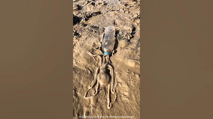 Octopus went into the bottle #shortsvideo