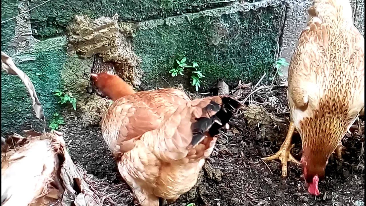 Chicken eat termite YouTube