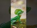This Lizard Runs On Water