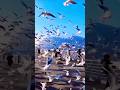 @ShanraIslam-e4n tow🦜❤️🦜 Bird's#blog#cute flying birds #views_viral_video_subscribers_grow