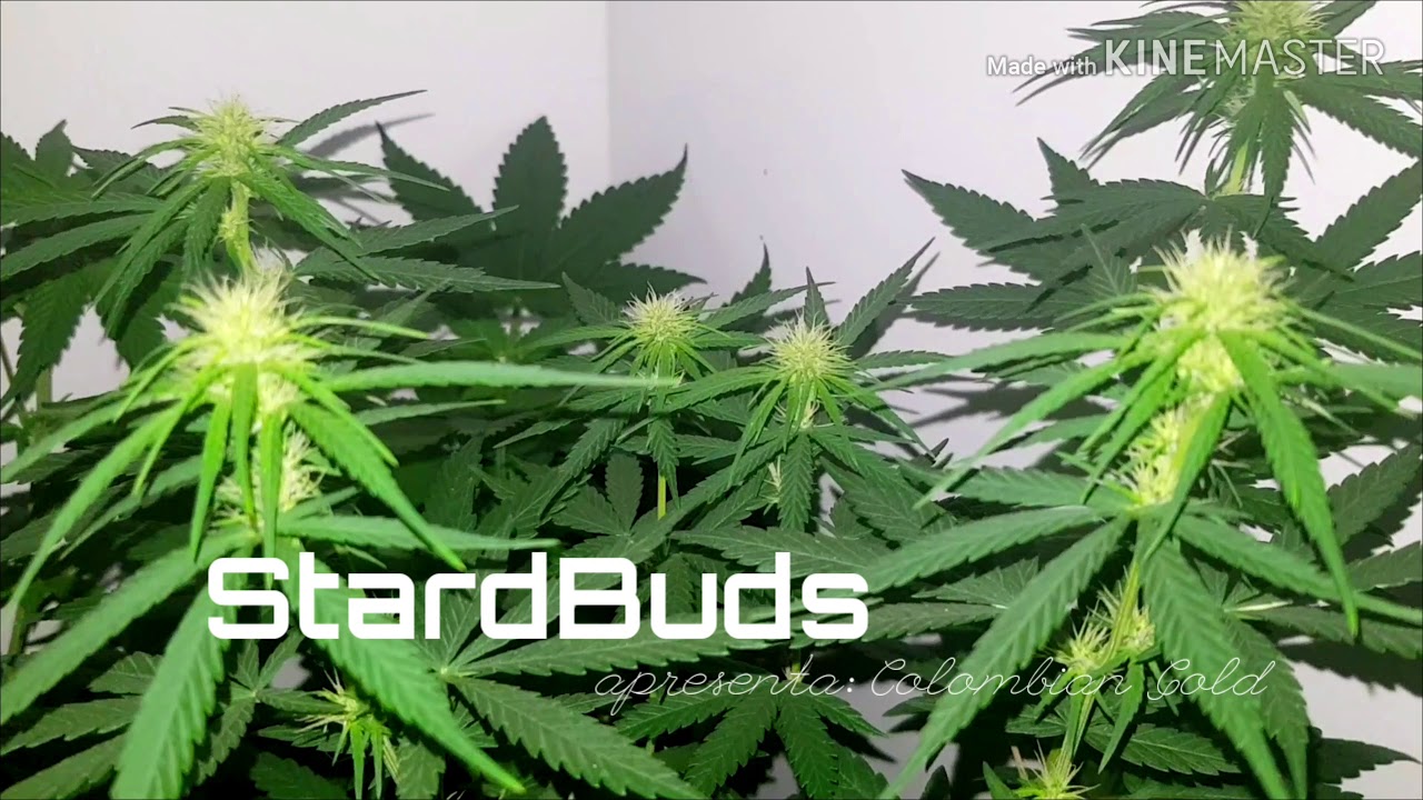 Colombian Gold, início da flora