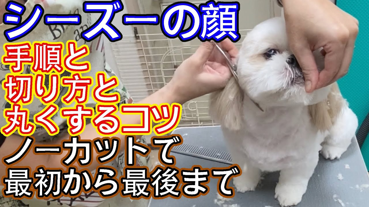 #74【シーズーの顔】切り方＆手順