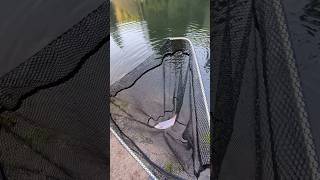 Forellen Fangen. Angeln Mit Libra Lures.