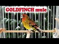 GOLDFINCH mule The Best Song