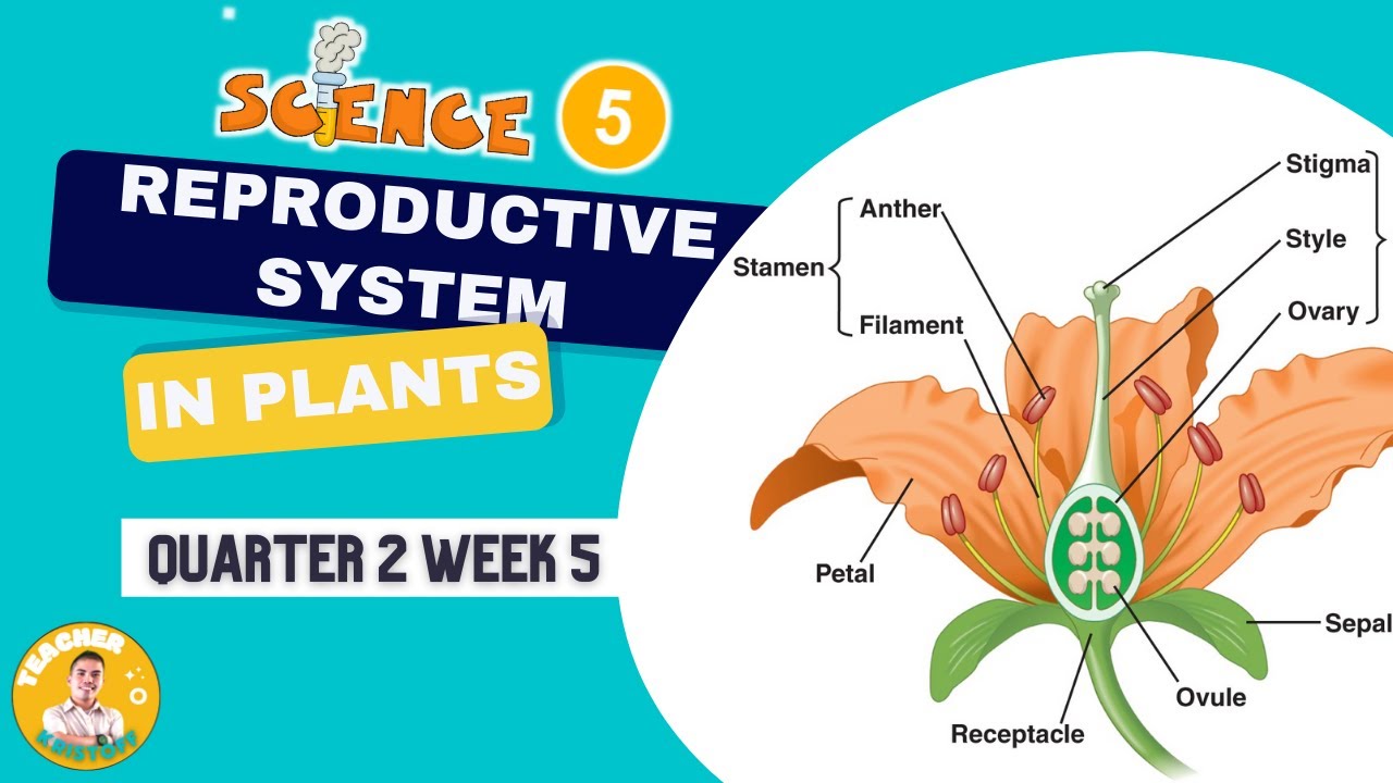 SCIENCE 5 QUARTER 2 WEEK 5 REPRODUCTIVE SYSTEM IN PLANTS YouTube SCIENCE 5 QUARTER 2 WEEK 5 REPRODUCTIVE SYSTEM IN PLANTS YouTube