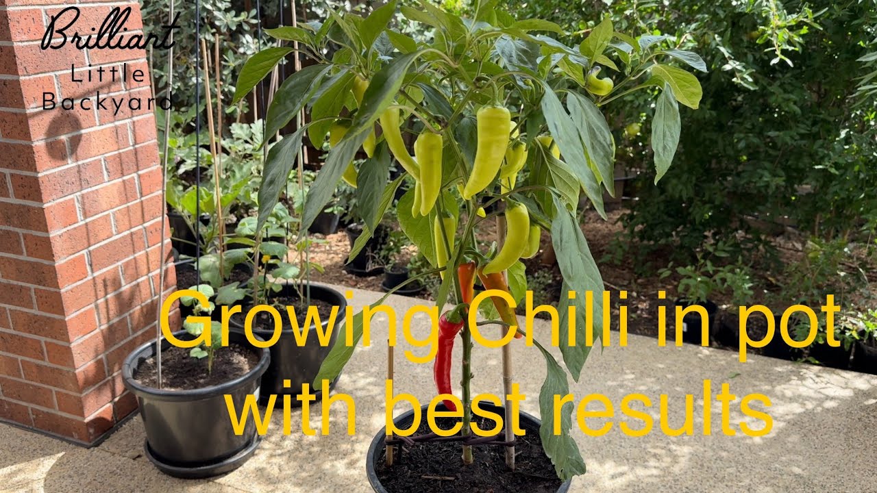 Growing Chilli in pot for the best results