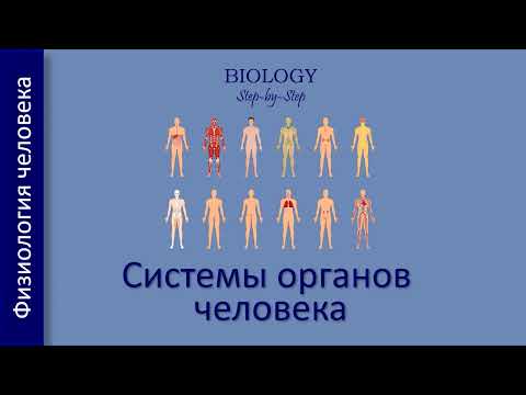 Системы органов человека. Функции систем органов.