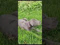 Cane Corso puppies living their best life.