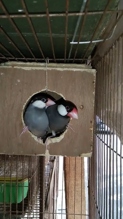 java bird...# java# javasparrow #birds #birdslover #shorts..... 😍😍😍 ...