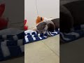 口笛が止まらないカワウソベイビーズ