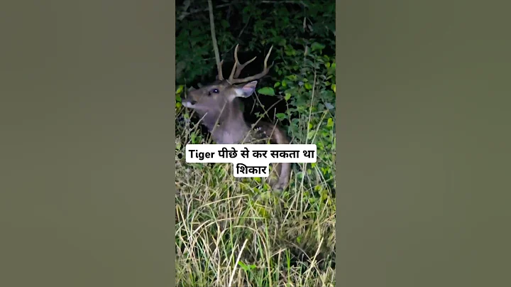 Tiger kill sambhar #jimcorbett #youtubeshorts #shortsfeed #shortsviral #trendingshorts #shorts