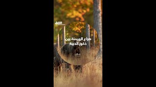 صراع الهيمنة بين ذكور الدببة