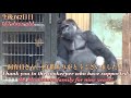 ゴリラ達との絆♪モモタロウの大きな手に触れながら話しかける飼育員さん⭐️Gorilla【京都市動物園】The zookeeper touches Momotaro's large hand.