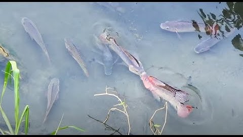 Bắn cá bằng ná cao su. Nhiều cá rô phi to quá