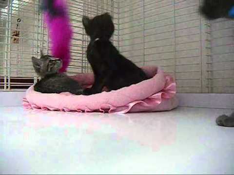 Kitten Cam: Apple (Adopted), Banana (Adopted), & M...