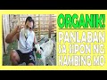 PAANO LALABANAN ANG SIPON NG ALAGA MONG KAMBING