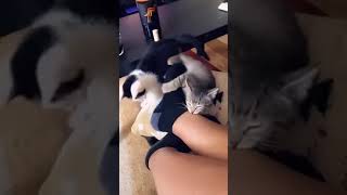 Bad kitty Chase and Chyna