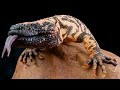 most venomous | wild ones | episode 10 | free documentary nature | Chris khan academy