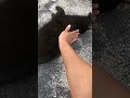 #midnight #viralshort #cat #catlovers #blackcat #catvideos #guardian #angel #explore #fypp #🐈‍⬛ #😇