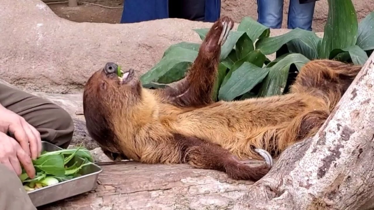 王様のような食事中のナマケモノ。-Sloth is eating vegetables
