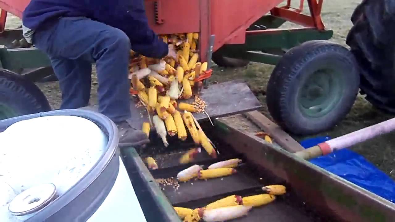 Field Ear Corn Harvest and Storage YouTube