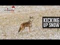 Kicking Up Snow - Coyote Hunting