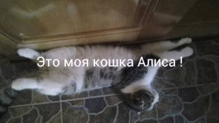 Коша по имени Алиса Коша по имени Алиса