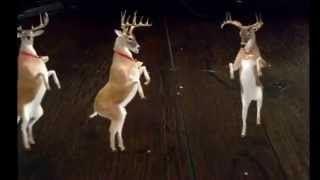 Santa dancing and reindeers