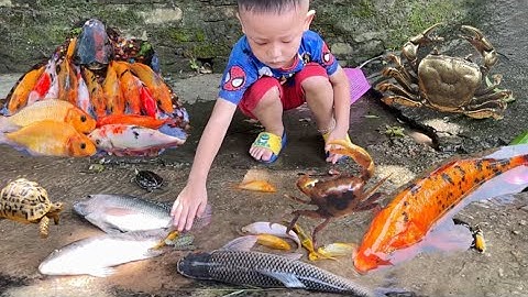 Tổng hợp video cá cảnh đẹp , tìm thấy cá bong bóng , bảy màu , cá trắm , cá trê , cua , rùa , ếch