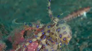 Blue-ringed octopus mating by Pall Sigurdsson 4,870 views 5 years ago 59 seconds