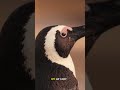 The Secret Life of Penguins Will Shock You 🤯 #shorts #trending #explore #penguin