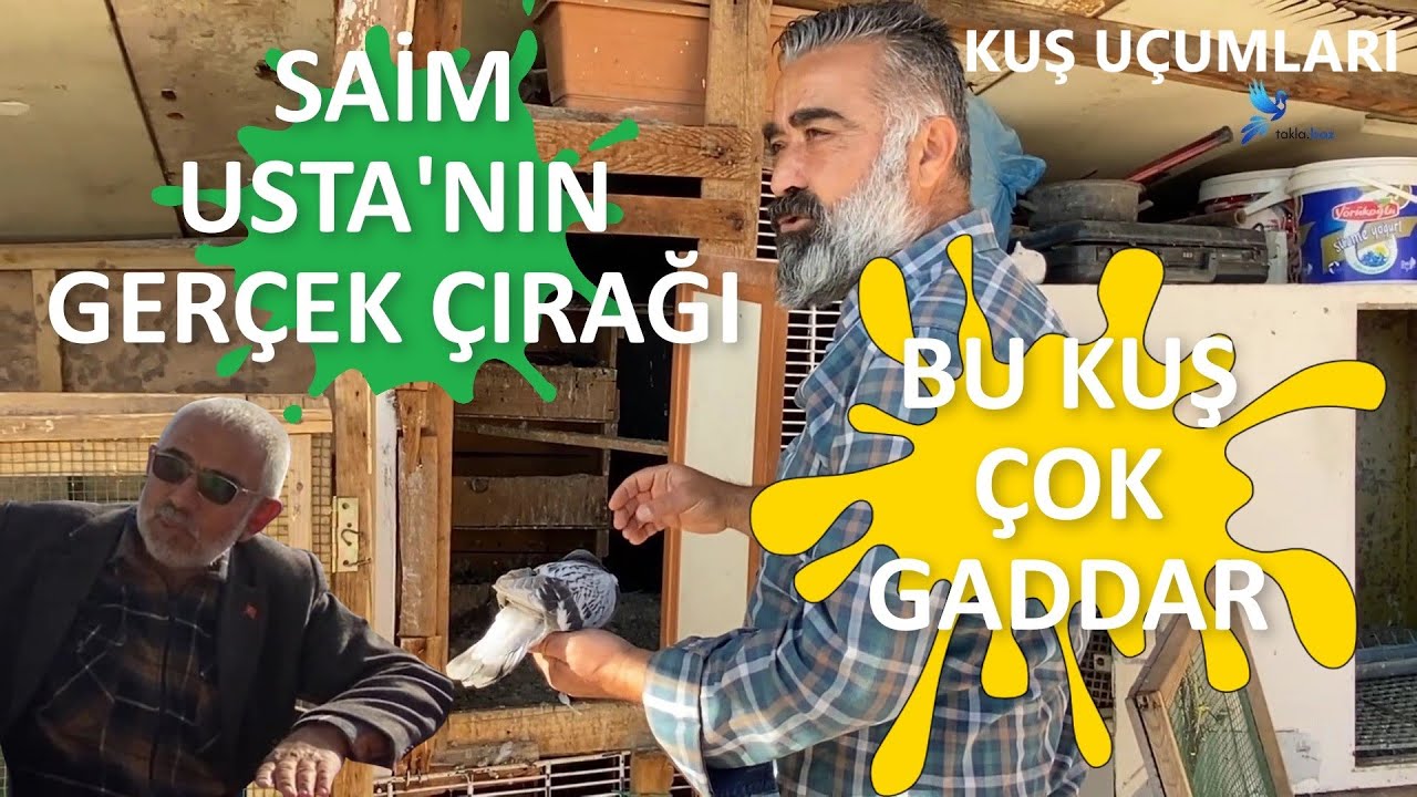 SİYAMİ ŞAHİN KUŞLARI-SEZAİ KOÇUBOĞA (SAİM USTANIN KUŞLARI) OYUN KUŞU TAKLACI GÜVERCİN KÜMES ZİYARETİ