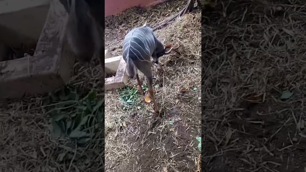 Lets tour Kenya @ Haller park warthog 