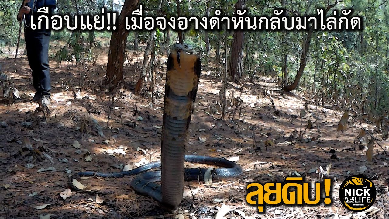 ลุยดิบ EP.4 เกือบแย่!! เมื่อจงอางดำหันกลับมาไล่กัด