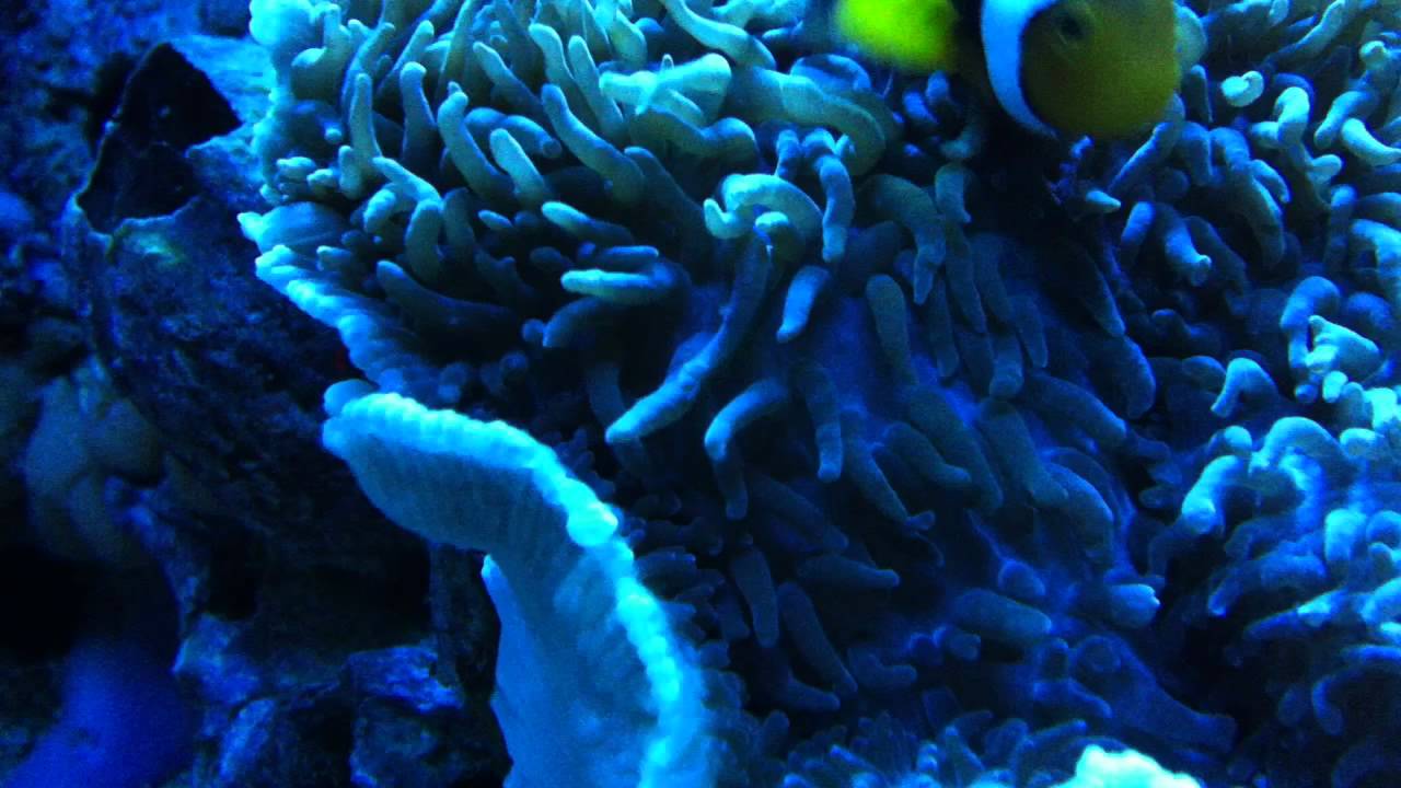 Elephant Ear Mushroom Coral - Macro