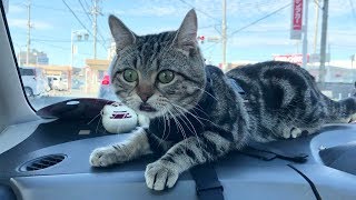 車の中が好きすぎて気持ちよさそうにドライブを楽しむ猫ｗ