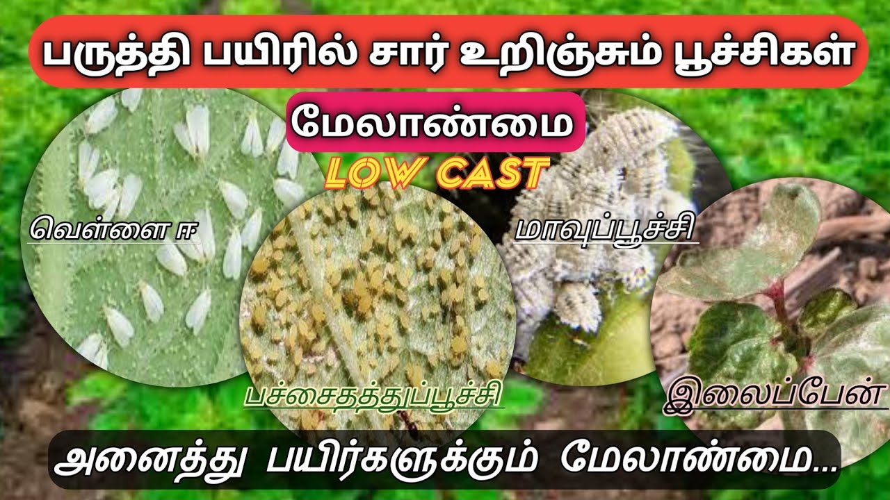சார் உறிஞ்சும் பூச்சிகள் மேலாண்மை Sucking pest control all crops