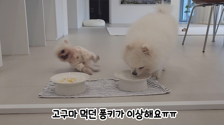 간식 먹다 갑자기 기절한 퐁키ㅠㅠ 내 강아지를 위해 해줄 수 있는 것