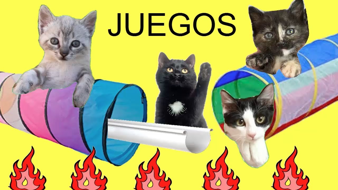 Youtube Videos Juegos Para Gatos