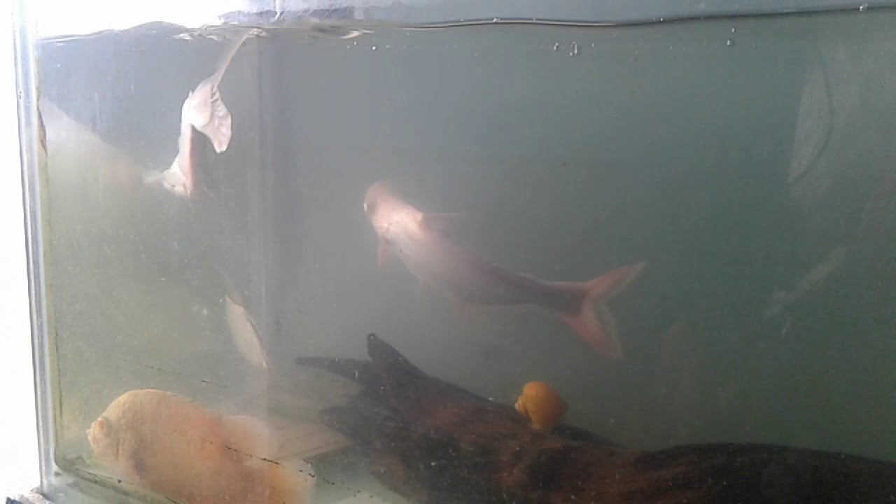 Shark fish oscar fish in wholesale rates for sale in 