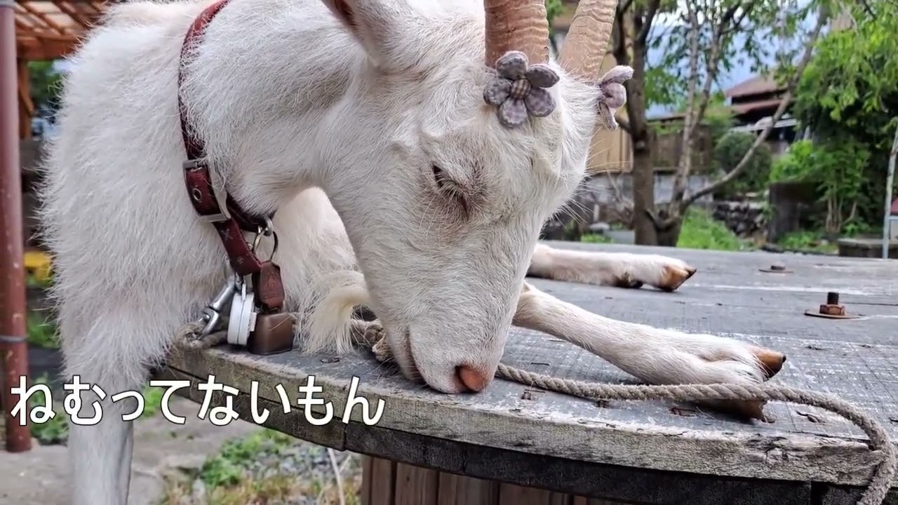 2023年7月10日のゆきちゃん（お口マッサージ） - YouTube