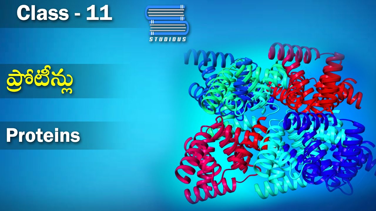 ప్రోటీన్లు Proteins Biomolecules Class 11 Biology Studious