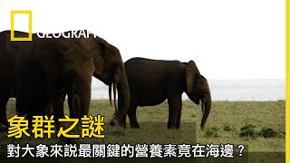 森林象群找關鍵營養－鹽分，卻也不小心吃到迷幻毒物？【象群之謎】 by 國家地理 National Geographic TW 8,103 views 10 months ago 3 minutes, 29 seconds