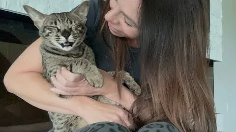 Video 10655941: f2 savannah cats meowing, savannah cat purring, purr meow, savannah girl, cutest purrs
