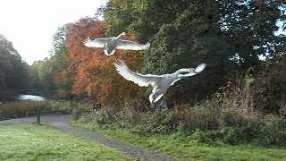 179 2to7Nov23 -(4K)-  Four Cygnets remain at the pond and flying practice continues