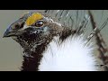 Why Peacocks Have Nothing on the Male Sage Grouse