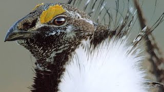 why peacocks have nothing on the male sage grouse