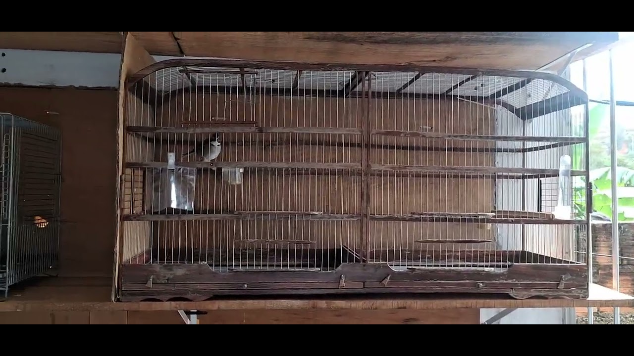 Os ticos começaram a esquentar ! Início da Pré Temporada 2025