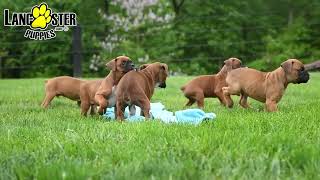 Charming Boxer Puppies