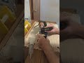 Feeding Koty the cape Parrot. #parrot #feeding #cute #viralshorts #birds #adoreble #baby #love